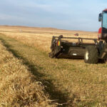 Cover crops were swathed at the South Dakota Lakes Research Farm and will be grazed over the winter.