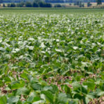 There may be more flexibility to plant soybeans early compared to corn.