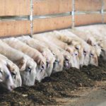 Feeding sheep looks different on every farm, but it’s important for forages to be harvested at the proper stage to ensure optimal quality.