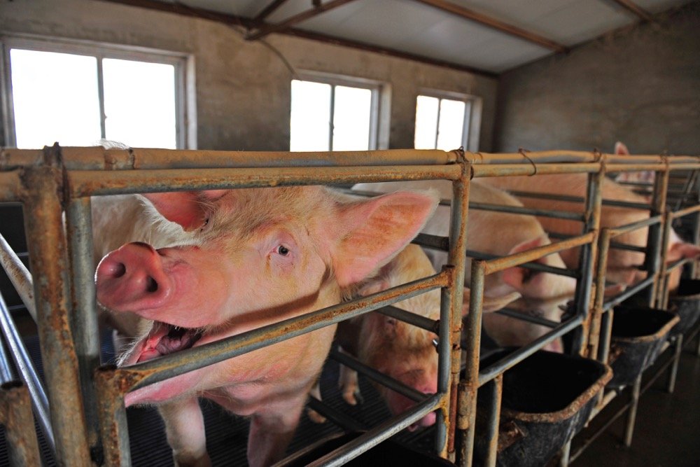 File photo of hogs on a Chinese farm. (Songqiuju/iStock/Getty Images)
