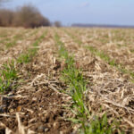 Ontario winter wheat planting was up in fall 2020 over 2019 acreage totals.