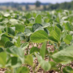 Early planting soybeans appears to have little detrimental effect on yield.