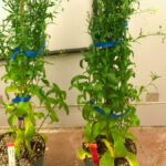 Using innovative techniques to achieve crop traits, the company developed camelina lines that produce bioplastic in the seed.