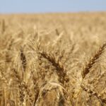 Grain Farmers of Ontario recently elected its new executive committee of the board.