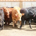 Beef cattle processing capacity has been a challenge in Ontario for years, resulting in lower prices for cattle paid in Ontario versus the west.