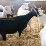A three year study looked at management around kidding and survival of goat kids.