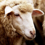 Commodity groups and the Ontario Federation of Agriculture are looking for clarity from the province on Animal Protection Zone signage.