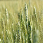Wheat growing in Ontario could be guided by the Responsible Grain national code of practice, if buyers and sellers both desire it.