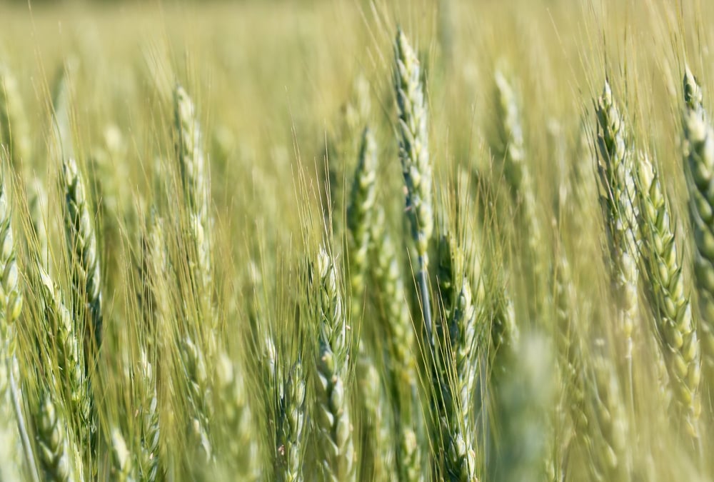 Wheat growing in Ontario could be guided by the Responsible Grain national code of practice, if buyers and sellers both desire it.