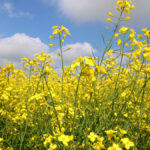 Winter canola acreage is increasing in Ontario.