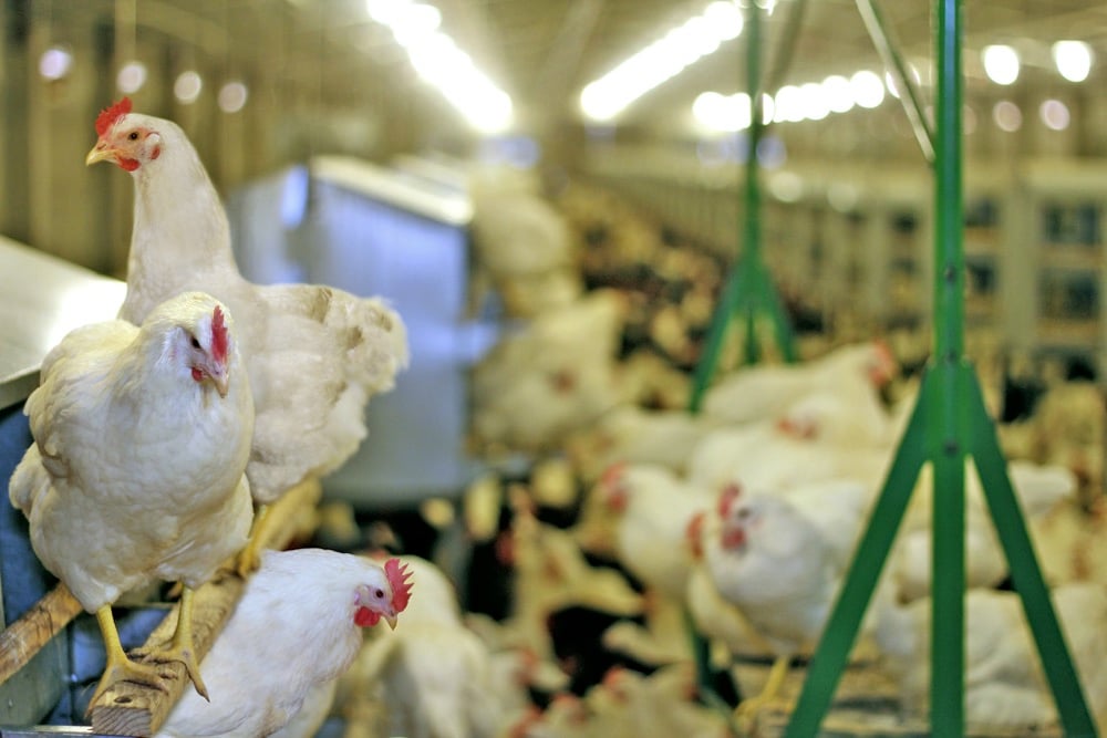 Cage-free egg-laying hen mortality declines over time