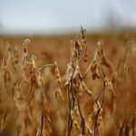 The American soybean industry has already developed a sustainability program.