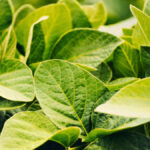 Manganese deficiency in soybeans was identified last year by growers taking tissue samples.
