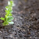 Crop and feed analysis can tell a soil health story