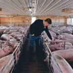 Farmers like Mike Patterson of Kenyon, Minnesota, would be devastated if an outbreak was to occur in the United States.