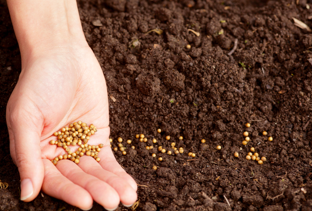 Some vegetable seed companies have been challenged to fill orders due to demand. 