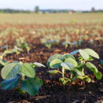 Soybeans continue to have momentum in the market, compared to corn.