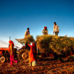 Most farmers in India remain small in production and land use.