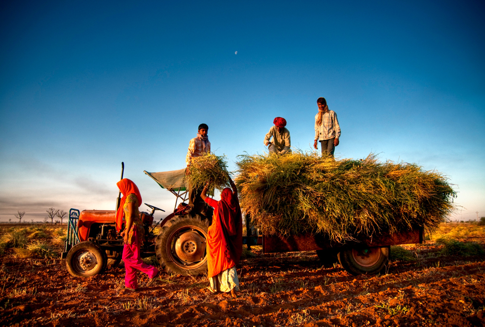 Most farmers in India remain small in production and land use.