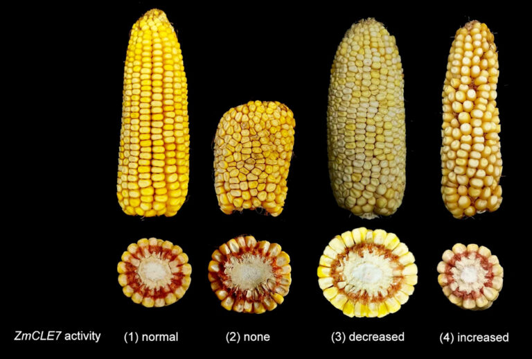Tweaking corn kernels with CRISPR Farmtario