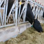 Dairy farmers have fed palm fats to cows on an off depending on several factors, for about 20 years.