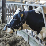 The ZELP device captures large methane emissions from cows and turns them into carbon dioxide.
