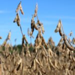 Food-grade soybeans are exported from Ontario in large volumes but not much of it is processed in Ontario.