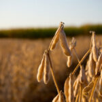 The Brazilian soybean crop harvest is being hindered by rain.