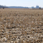 A wide shot of a harvested cornfield with dry stalks and debris covering the ground, with a farm building visible in the distance