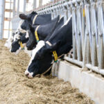 Farmers are working with nutritionists to figure out alternatives to using palmitic acid supplements.