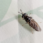 Black soldier fly is the most popular insect grown for protein in Europe.