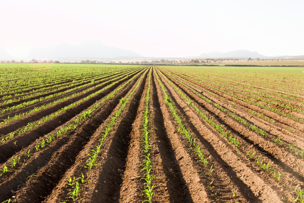 A cornfield in Mexico’s Chihuahua state. (Undefined undefined/iStock/Getty Images)
