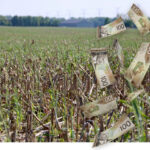 Cover crop systems can take five years to learn and establish.