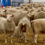 Sheep farmer Sandi Brock has found an audience of people at home looking for an experience on YouTube.