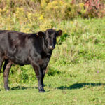Farmers who are far from processing facilities struggle to manage cattle ready for processing with an injury. Mobile processing would help.
