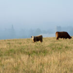 The cattle herd in Eastern Canada grew slightly to 2.9 million head in 2020.