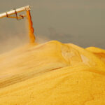 Corn shipped from the Gulf of Mexico continues to be competitive in world markets.