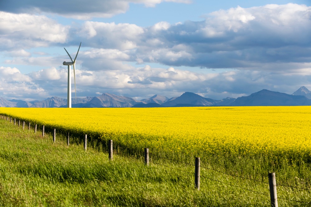A canola field near Pincher Creek, Alta. (Laughingmango/E+/Getty Images)
