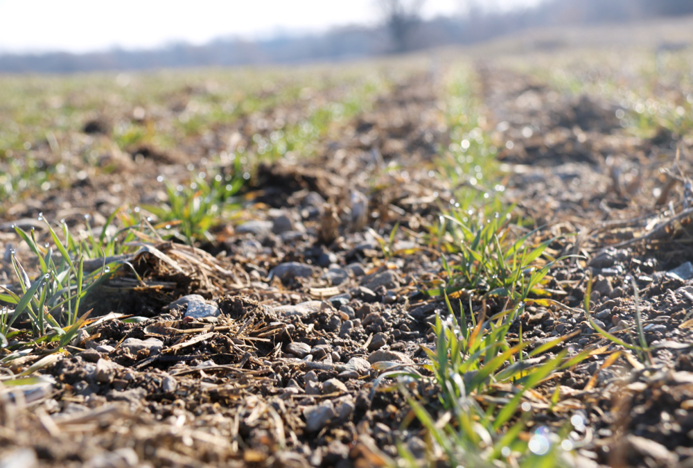 Winter wheat is greening up quickly in many parts of Ontario.