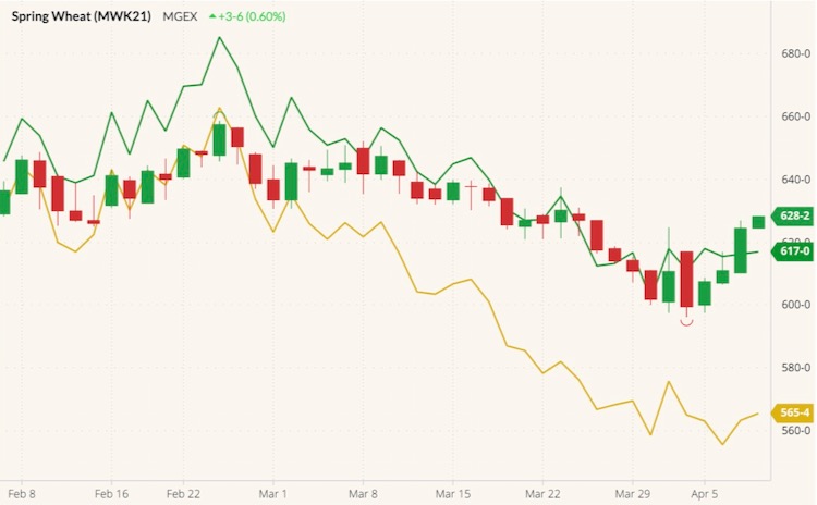 MGEX May 2021 wheat (candlesticks) with K.C. May 2021 wheat (yellow line) and CBOT May 2021 wheat (green line). (Barchart)

