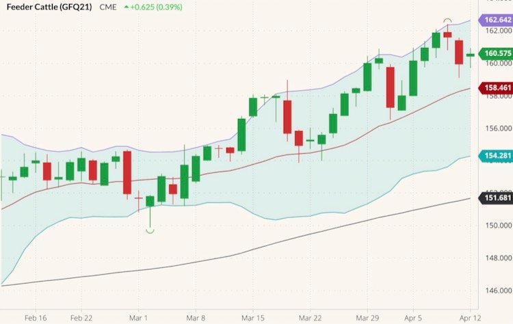 CME August 2021 feeder cattle (candlesticks) with Bollinger bands (20,2) and 100-day moving average (black line). (Barchart)
