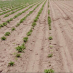 Fields can present with a type of herbicide injury, but the symptoms can be mimicked by non-herbicide injury sources like root-lesion nematode infestations in this photo.