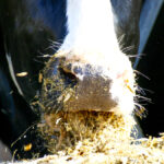 Dairy cattle carbon efficiency has improved greatly.