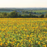 Soybean stocks in Ontario are expected to be low by the end of this growing season.