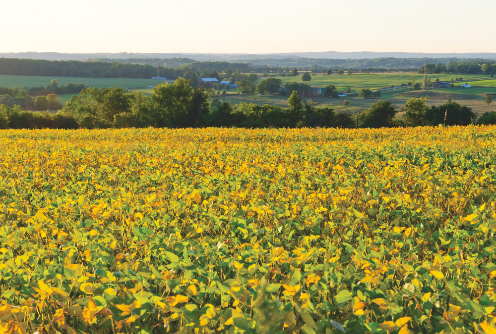 Soybean stocks in Ontario are expected to be low by the end of this growing season.