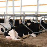 Just let them be cows