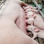 Researchers have found more healthier piglets in a system which allows the piglets to roam and choose which sow they want to nurse.