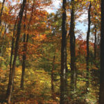 Like farmland, managed forests can provide healthier yields of trees.