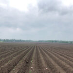 Waneta treated with Gibberellic Acid (GA) shows strong, uniform early emergency on the left compared to the control on the right during the WD Potato Ltd. GA trials in 2020.