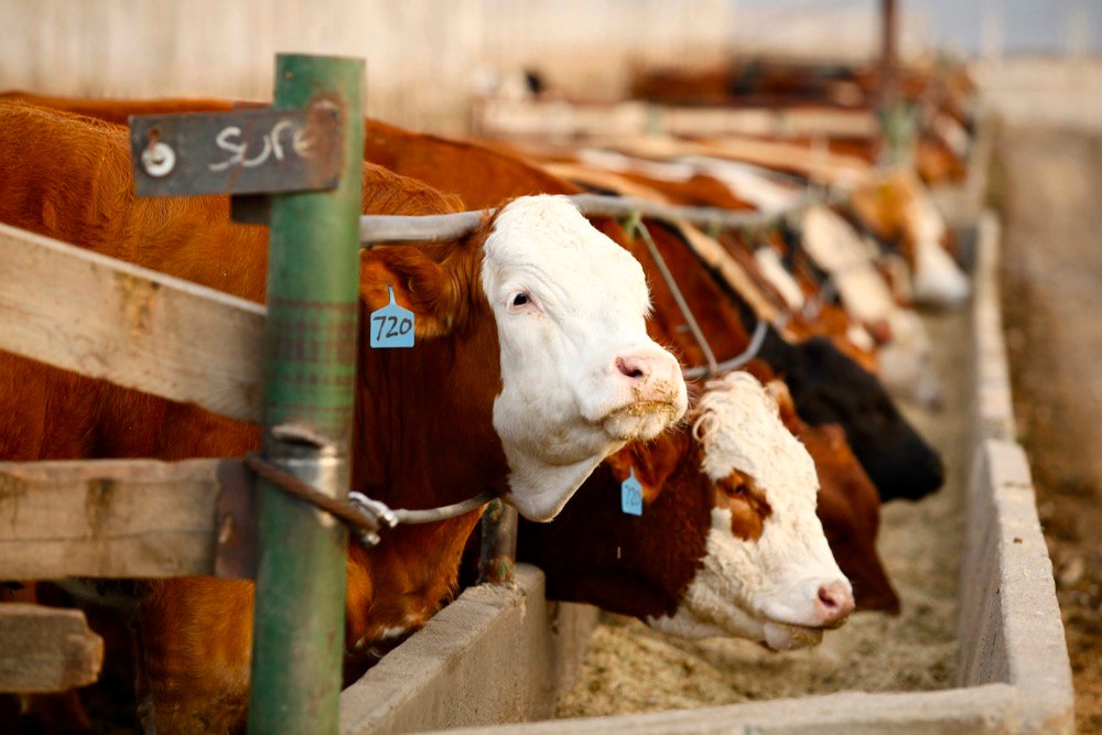 (Photo courtesy Canada Beef Inc.)
